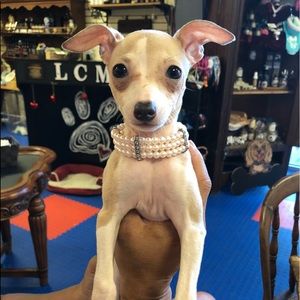 Pearl Necklace for small dog or cat